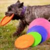mundosimuffin.com (6) FRISBEE PARA PERROS🥏